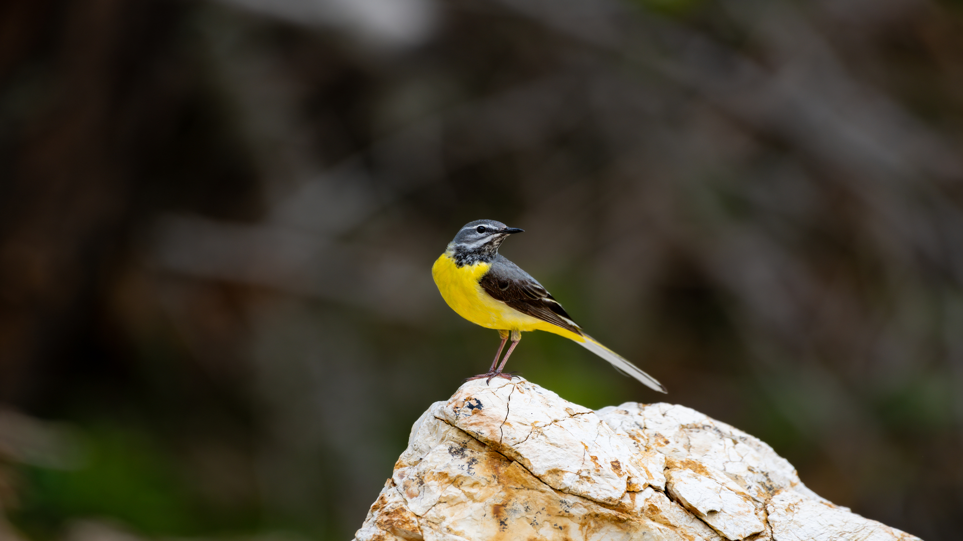 Gray Wagtail